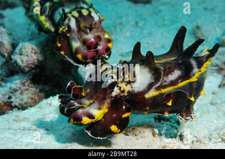 Une paire de féoches flamboyantes de Pfeffer (Metasepia pfefferi) est en chasse au fond de la mer, Panglao, Philippines Banque D'Images