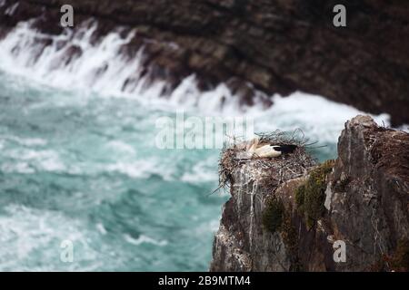 Une cigogne blanche se reposant sur son nid perché sur une falaise rocheuse au bord de la mer, l'océan Atlantique, près de Cabo Sardão, Portugal. Banque D'Images