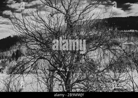 arbre ancien avec branches torsadées en noir et blanc Banque D'Images