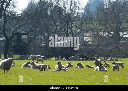 Moutons et leurs agneaux profitant du soleil printanier fin mars. North Dorset Angleterre Royaume-Uni GB Banque D'Images