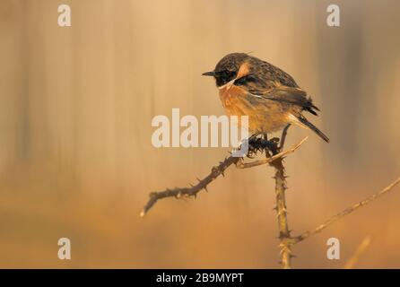 Stonechat, Saxicola torquata, perché sur UNE branche de Bramble pendant le coucher du soleil et baigné dans un Orange Glow avec un fond de Reeds Diffuse. Prise à Stan Banque D'Images