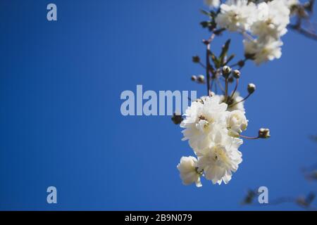 Fleurs blanches poussant sur la vigne avec le ciel en arrière-plan Banque D'Images