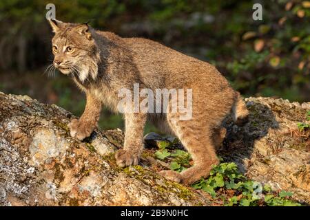 Lynx canadien posant à Triple D au Montana Banque D'Images