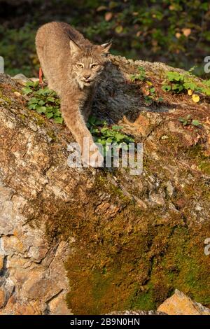 Lynx canadien debout sur un rocher au Triple D au Montana Banque D'Images