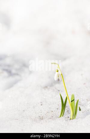 Fleur de neige qui pousse hors de la neige, au début du printemps dans le jardin Banque D'Images