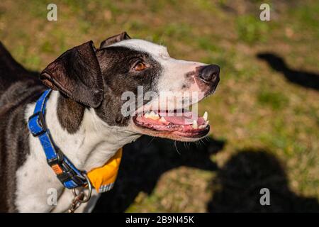 Portrait d'un joli chien blanc et brun avec col bleu sur, bouche ouverte regardant vers le haut. Une ombre d'une main humaine sur l'herbe verte en arrière-plan, ensoleillé. Banque D'Images