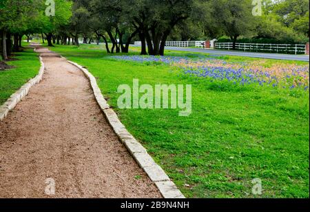Sentier de randonnée le long du magnifique champ de fleurs sauvages du Texas, d'herbe verte et de chênes. Banque D'Images