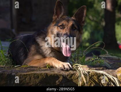 La jeune berger allemande se fixe dans l'herbe chaude et regarde l'appareil photo un jour d'été chaud Banque D'Images