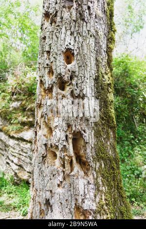 L'ancien chêne, endommagé par les ravageurs, sculpté avec un pic de bois creux. Tronc pourri malade Banque D'Images