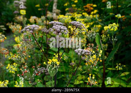 Angelica sylvestris purpurea Mead de Vicar,Wild angelica,violette tiges,pourpre fleurs,flowerheads,umbellifer,umbellivers,jardin,bisannuel,primula florind Banque D'Images