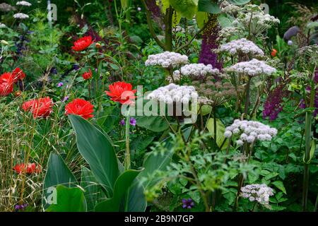 dahlia taratahi rubis,dahlia à fleurs d'eau,dahlia à fleurs d'eau,fleurs rouges de magenta,Angelica sylvestris Purpurea Mead de Vicar,Astilbe chinensis var t Banque D'Images