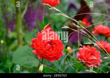 dahlia taratahi rubis dahlia à fleurs d'eau,dahlia à fleurs d'eau,fleurs rouges magenta,fleurs,fleurs,fleurs,fleurs,fleurs,fleurs,fleurs,RM Floral Banque D'Images