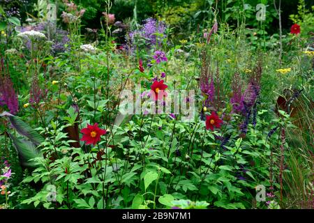 Semis Dahlia,fleurs rouges,Astilbe chinensis var taquetii Purpurlanze,salvia amistad,Ensete ventricosum Maurelii,combinaison de plantation mixte,ecletic m Banque D'Images