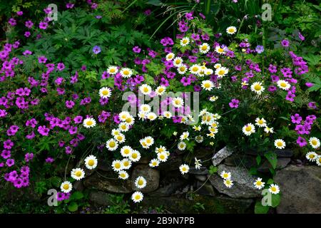 Géraniums Anne Thomson, Géanium procurrens x Géanium psilostemon, fleurs violettes magenta, fleurs blanches en Marguerite, schéma de plantation mixte, floraison, perenni Banque D'Images