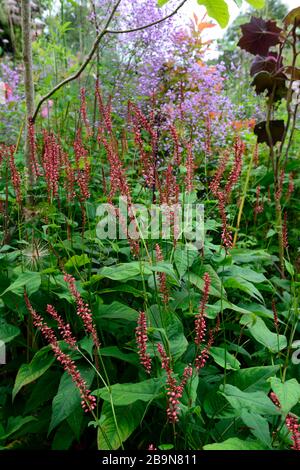 Persicaria amplicaulis Orange Field,fleurs orange-rose corail,fleur,floraison,florifier,mélange de plantation,combinaison,RM Floral Banque D'Images