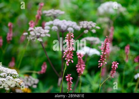 Persicaria amplicaulis Orange Field,fleurs orange-rose corail,fleur,floraison,florifier,mélange de plantation,combinaison,RM Floral Banque D'Images