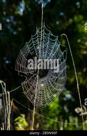 Toile d'araignée avec des gouttes de rosée du matin chatoyantes au parc régional de Halpatiokee, Stuart, Floride, États-Unis Banque D'Images