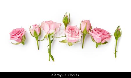 Fleurs roses sur fond blanc. Vue de dessus des roses roses et des bourgeons roses. Banque D'Images