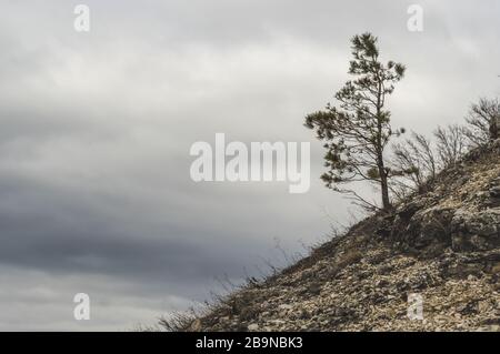 Un pin sur la colline près des montagnes de Zhiguli. Réserve Samara région Russie Banque D'Images