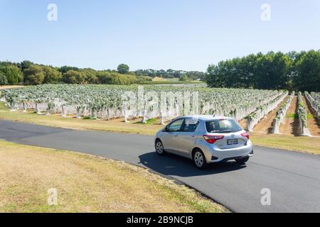 Rangées De Vignes À La Cave De Vinification Villa Maria Auckland, Mangere, Auckland, Région D'Auckland, Nouvelle-Zélande Banque D'Images