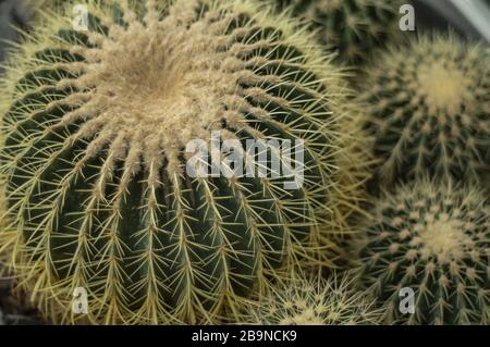 Beaucoup de plantes de cactus Echocactus Grusonii Banque D'Images
