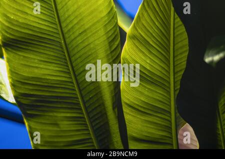 La texture des feuilles tropicales, de grandes feuilles de palmier nature fond vert Banque D'Images