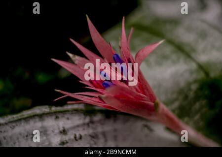 Fleur de broméliade rose dans la pépinière de jardin sur les plantes roses et vertes / Aechmea fasciata Bromeliad Banque D'Images