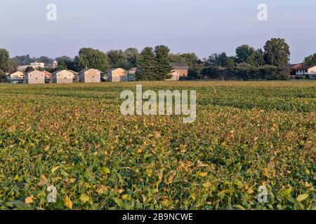 Maturation du champ de soja 'Glycine max', empiétement des maisons, lumière de pm, bordant la rivière Ohio. Banque D'Images