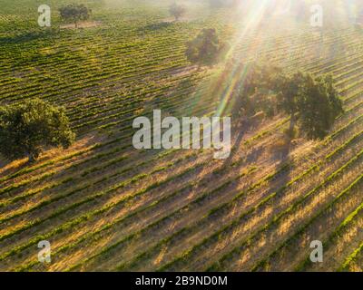 Antenne de vignoble avec des chênes au lever du soleil, vallée de Santa Ynez, Californie Banque D'Images