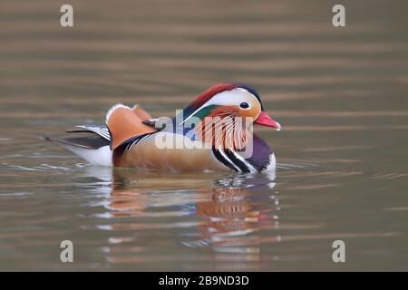 Le canard de Drake Mandarin dans la forêt de Dean. Banque D'Images