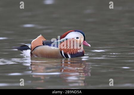 Le canard de Drake Mandarin dans la forêt de Dean. Banque D'Images