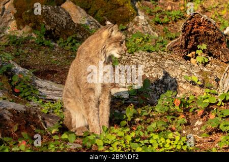 Lynx canadien assis sur le sol à Triple D au Montana Banque D'Images