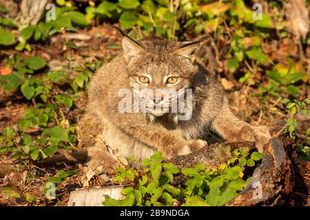 Intention du lynx canadien sur les proies au Triple D au Montana Banque D'Images