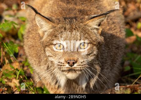 Gros plan d'un lynx canadien à Triple D au Montana Banque D'Images