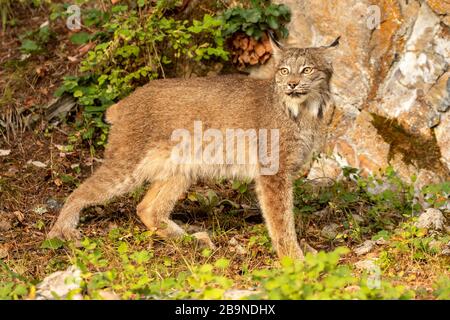 Lynx canadien à Triple D au Montana Banque D'Images