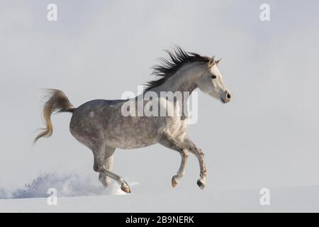 Pur-sang de la jument arabe dans la neige, Tyrol, Autriche Banque D'Images