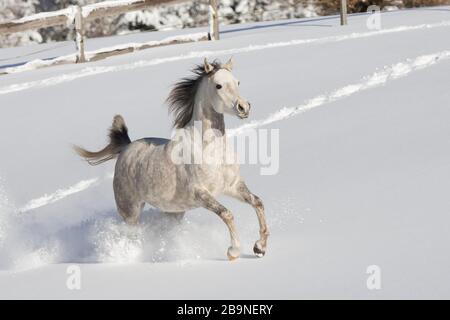 Pur-sang de la jument arabe dans la neige, Tyrol, Autriche Banque D'Images