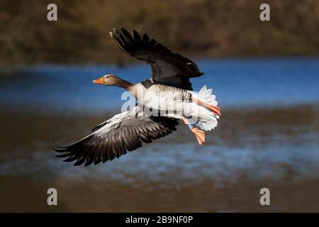 Anneaux Graylag oie (Anser anser) sur l'approche d'atterrissage, Schleswig-Holstein, Allemagne Banque D'Images