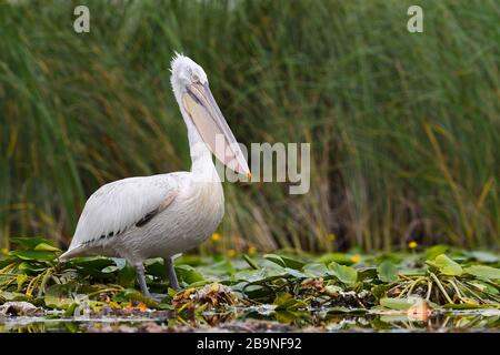 Pélican dalmatien (Pelecanus crispus) sur les plantes aquatiques, delta du Danube, Roumanie Banque D'Images