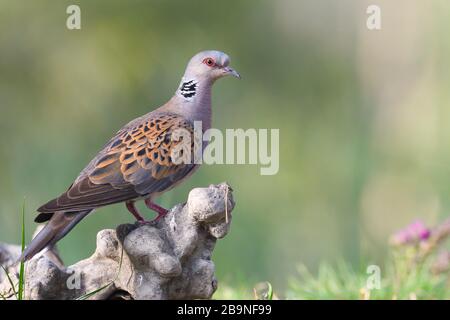 Colombe de tortue (Streptopelia turtur) sur la souche d'arbre, Delta du Danube, Roumanie Banque D'Images