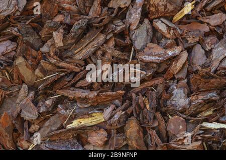 Arrière-plan texture de l'écorce ou du sliver avec de petits morceaux de bois naturel. Banque D'Images