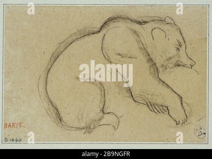 Ours rouillé Antoine-Louis Barye (1796-1875). Notre accroupi. Mine de plomb sur papier calcaire. Musée des Beaux-Arts de la Ville de Paris, petit Palais. Banque D'Images