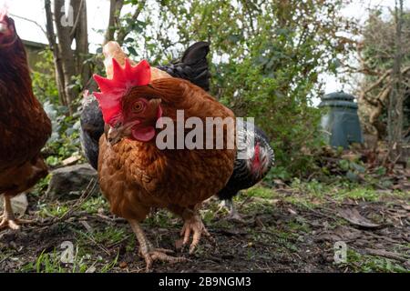 les poules de freerange se forgent dans le jardin. West Midlands. ROYAUME-UNI Banque D'Images