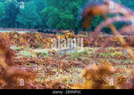 Deer dans le parc Richmond roaming librement depuis 1637. Le cerf a joué un rôle majeur dans l'histoire du parc et a aussi façonné le paysage Banque D'Images