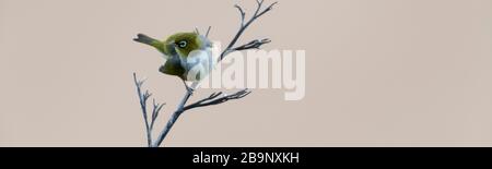 Silvereye sur une branche sèche à la plage de Bushy en Nouvelle-Zélande. Bushy Beach Scenic Reserve est la dernière réserve restante dans la région, dominée par hebe, ngaio, mahoe Banque D'Images