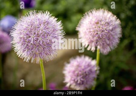 Gros plan sur lilas Allium maceanii, qui grandit dans la Maison alpine des jardins Kew. Une floraison en premier plan, deux en arrière-plan. Banque D'Images