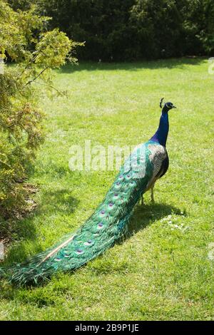 Peacock asiatique de derrière, avec train élégant sur l'herbe. Banque D'Images
