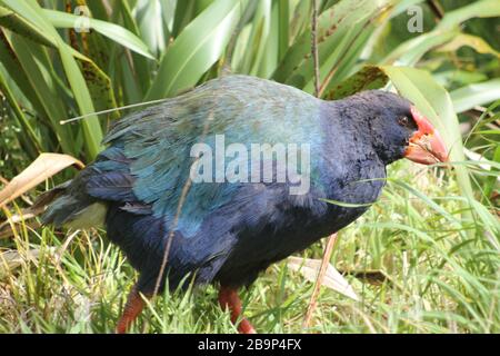 Oiseau Pukeko avec bec rouge en Nouvelle-Zélande Banque D'Images