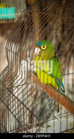 Gros plan sur un Parakeets vert et jaune vif dans le marché de la rue au Mexique Banque D'Images