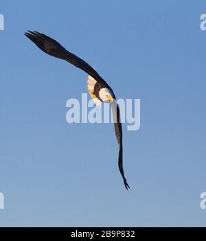 Bald Eagle en vol avant la plongée Banque D'Images